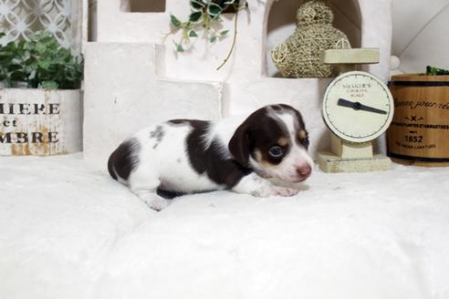 成約済の佐賀県のカニンヘンダックスフンド(ロングヘアード)-131724の3枚目