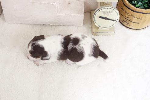 成約済の佐賀県のカニンヘンダックスフンド(ロングヘアード)-131724の2枚目