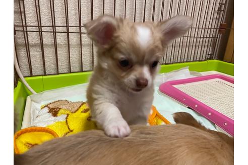 成約済の神奈川県のチワワ(ロングコート)-124565の25枚目