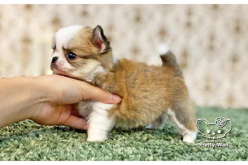 成約済の愛知県のチワワ(ロングコート)-131801の6枚目