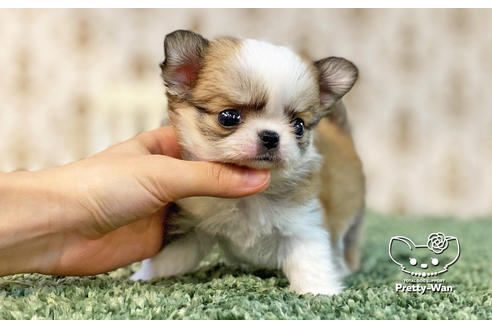 成約済の愛知県のチワワ(ロングコート)-131801の5枚目