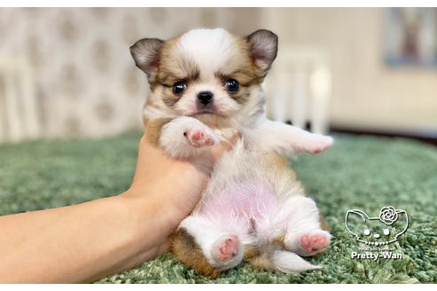 成約済の愛知県のチワワ(ロングコート)-131801