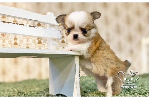 成約済の愛知県のチワワ(ロングコート)-131801の2枚目