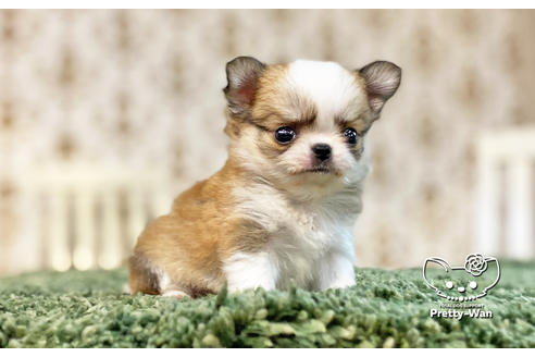 成約済の愛知県のチワワ(ロングコート)-131801の3枚目