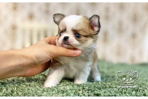 成約済の愛知県のチワワ(ロングコート)-131801の4枚目