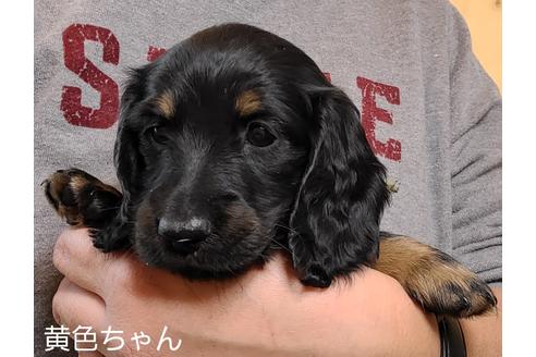 成約済の埼玉県のミニチュアダックスフンド(ロングヘアード)-131806の1枚目