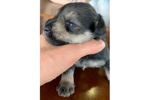 成約済の三重県のミニチュアシュナウザー-131095の10枚目