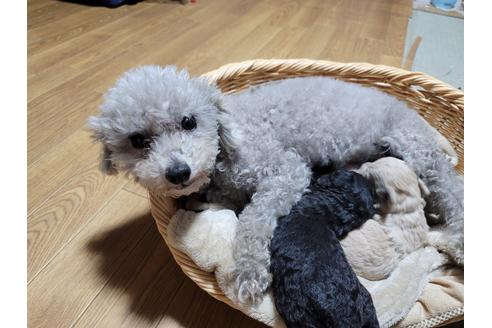 千葉県のトイプードル 男の子 21 04 08生まれ お母さん珍しいブルーカラー両親遺伝子クリア 赤ちゃんはシルバーカラー 子犬id 1319 ブリーダーナビ 千葉県のトイプードル 男の子 21 04 08生まれ お母さん珍しいブルーカラー両親遺伝子クリア 赤ちゃんはシルバーカラー 子犬id 1319 ブリーダーナビ