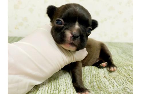 成約済の茨城県のフレンチブルドッグ-131831の1枚目