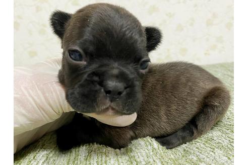 成約済の茨城県のフレンチブルドッグ-131832の11枚目