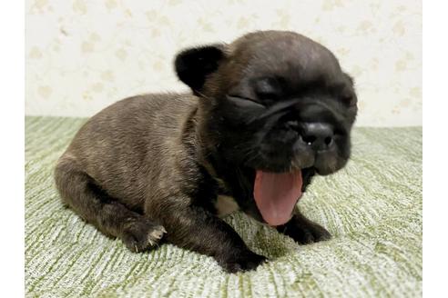 成約済の茨城県のフレンチブルドッグ-131833の7枚目