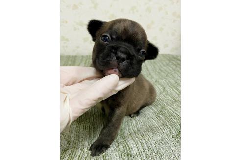 成約済の茨城県のフレンチブルドッグ-131836の5枚目