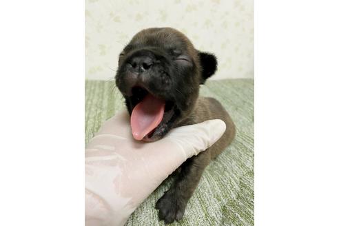 成約済の茨城県のフレンチブルドッグ-131836の4枚目