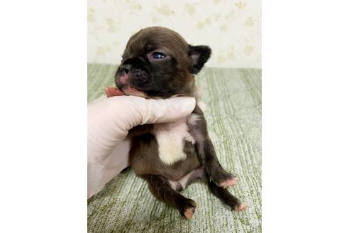 成約済の茨城県のフレンチブルドッグ-131837の3枚目