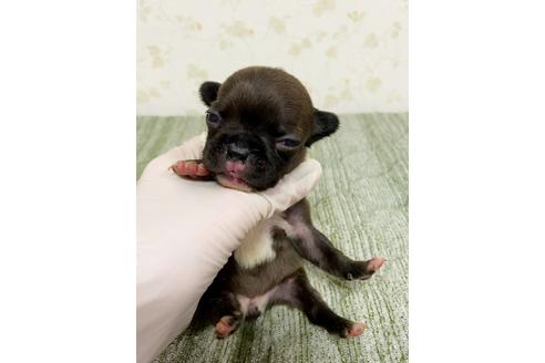 成約済の茨城県のフレンチブルドッグ-131837の2枚目