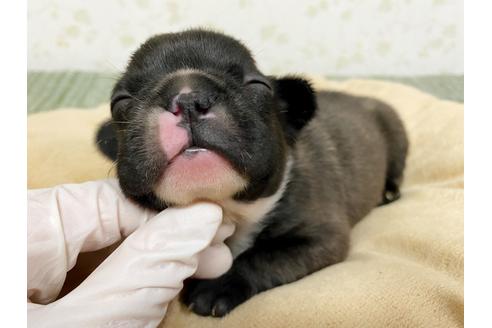 成約済の茨城県のフレンチブルドッグ-131843の8枚目