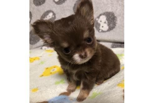 成約済の千葉県のチワワ(ロングコート)-130782の1枚目