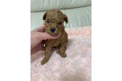 成約済の愛媛県のトイプードル-130773の1枚目