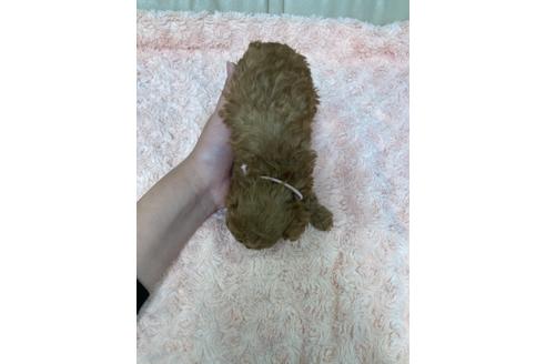 成約済の愛媛県のトイプードル-130773の4枚目