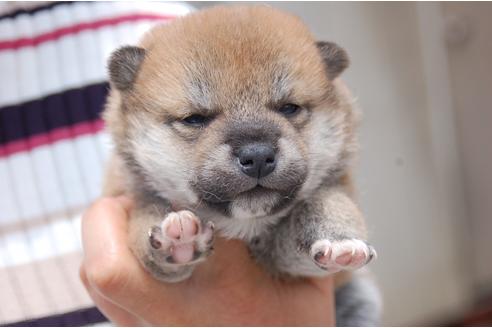 成約済の埼玉県の柴犬-131909