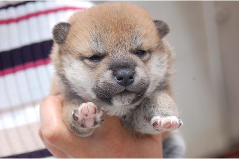 成約済の埼玉県の柴犬-131909の1枚目