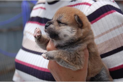 成約済の埼玉県の柴犬-131909の3枚目