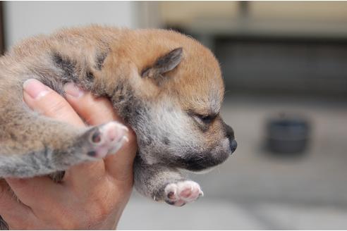 成約済の埼玉県の柴犬-131909の2枚目