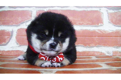 成約済の福岡県の豆柴-129798の7枚目