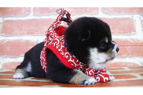 成約済の福岡県の豆柴-129798の6枚目