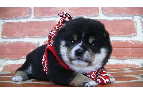 成約済の福岡県の豆柴-129798の5枚目