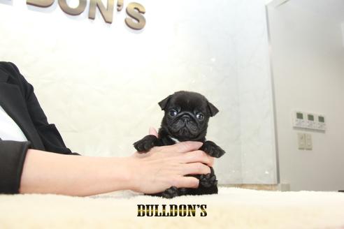 成約済の東京都のパグ-131943の7枚目