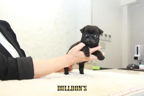 成約済の東京都のパグ-131943の6枚目