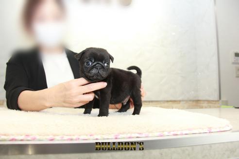 成約済の東京都のパグ-131943の5枚目