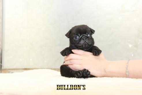 成約済の東京都のパグ-131943の3枚目