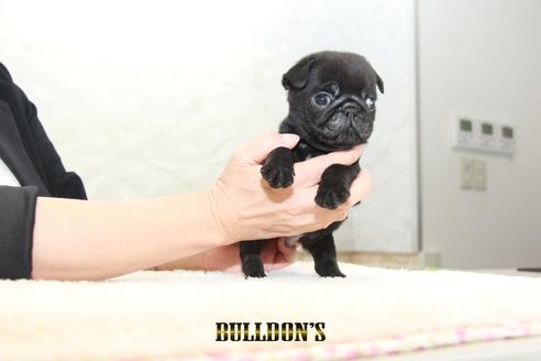 成約済の東京都のパグ-131943の2枚目