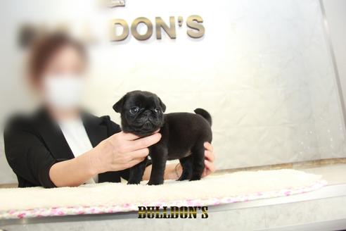 成約済の東京都のパグ-131944の7枚目