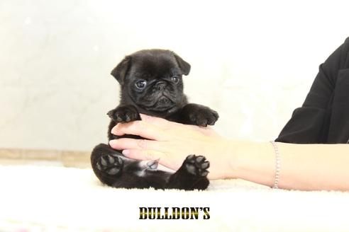 成約済の東京都のパグ-131944の6枚目