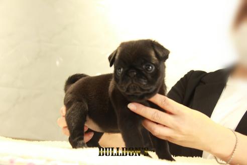 成約済の東京都のパグ-131944の3枚目