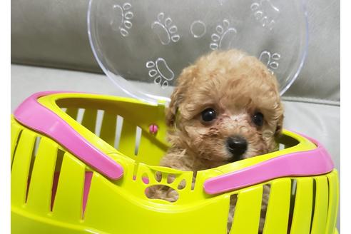 子犬