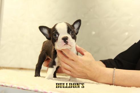 成約済の東京都のボストンテリア-131945の5枚目