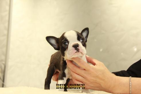 成約済の東京都のボストンテリア-131945の4枚目