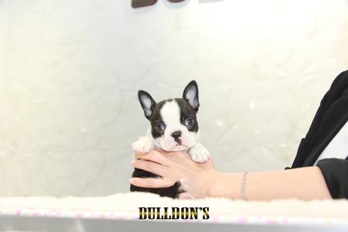 成約済の東京都のボストンテリア-131945の2枚目