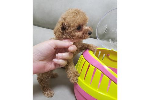 子犬