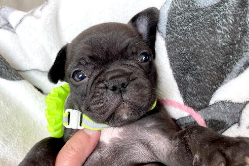 フレンチブルドッグの子犬を探す ブリーダーナビ