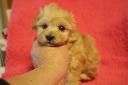成約済の奈良県のトイプードル-132017の1枚目