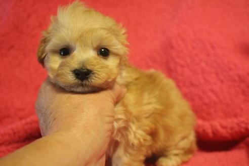 成約済の奈良県のトイプードル-132017の5枚目