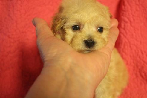 成約済の奈良県のトイプードル-132017の4枚目