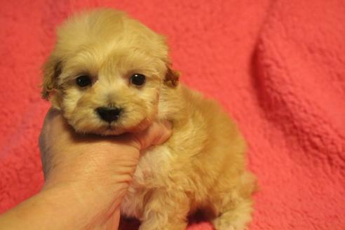 成約済の奈良県のトイプードル-132017の3枚目