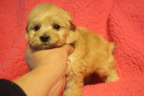 成約済の奈良県のトイプードル-132017の2枚目