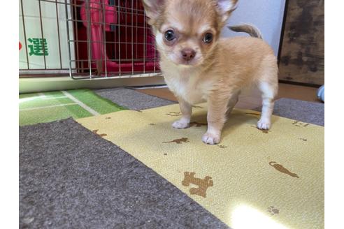 成約済の神奈川県のチワワ(ロングコート)-124564の18枚目